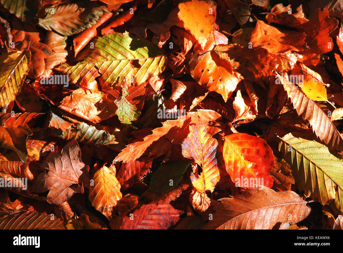 Goldener Herbst. Eine schöne Verstreuung von Herbstblättern. Helle Herbstfarben. Saisonale Sehenswürdigkeiten in Parks und Gärten. Stockfoto