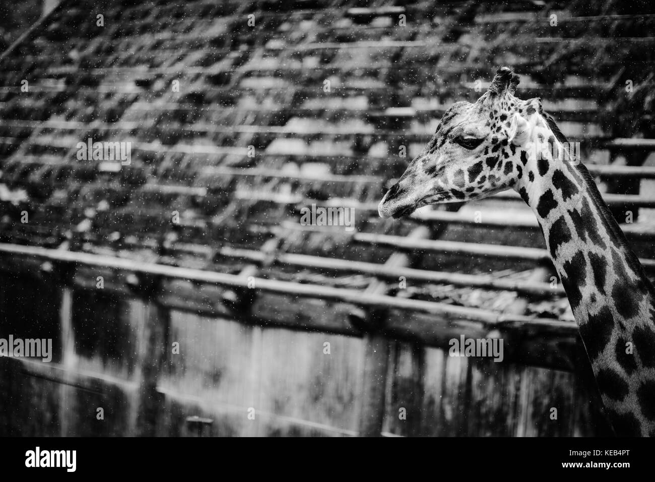 Regnerischen Tag im Zoo Stockfoto