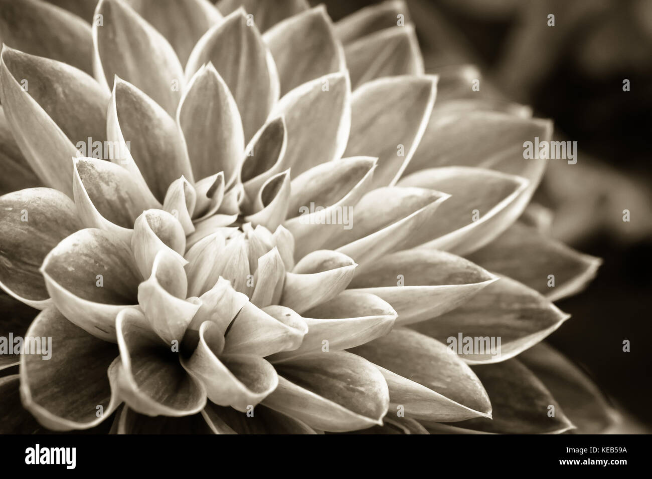 Details der Dahlie frische Blumen Makro Fotografie. sepia Foto betont Textur und filigranen floralen Mustern. Stockfoto