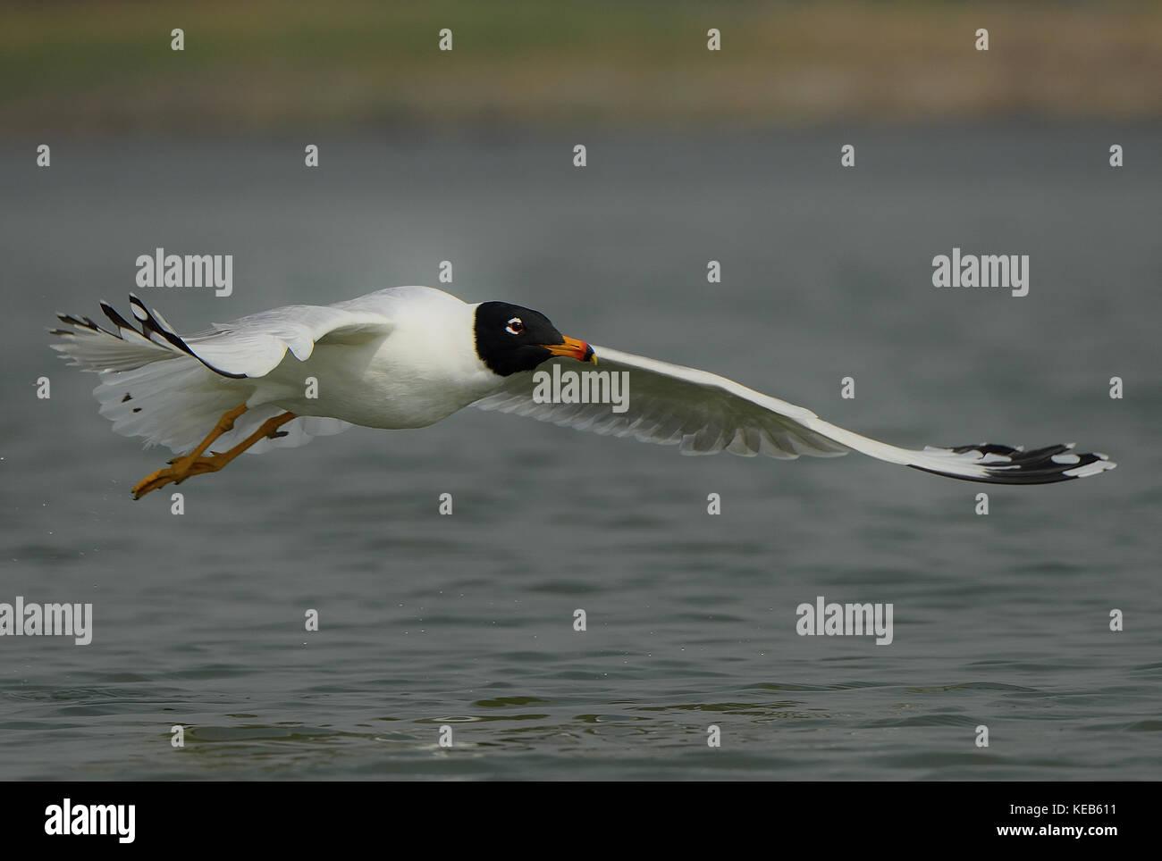 Der pallas Möwe oder große Lachmöwe (ichthyaetus ichthyaetus) Segelfliegen in der Nähe eines Gewässers in Pune, Maharashtra, Indien Stockfoto