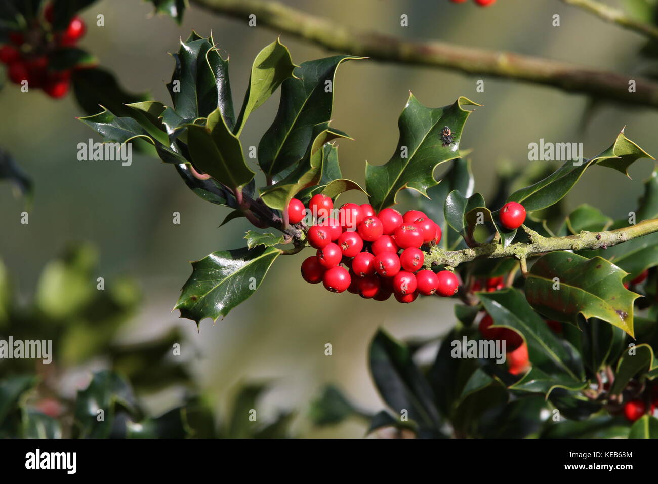 Ilex Ohne Stacheln Mit Roten Beeren Kleiner ilex aquifolium baum -Fotos und -Bildmaterial in hoher