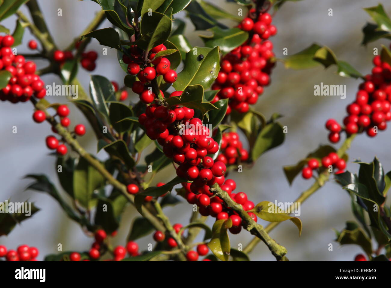 Ilex Ohne Stacheln Mit Roten Beeren Kleiner ilex aquifolium baum -Fotos und -Bildmaterial in hoher