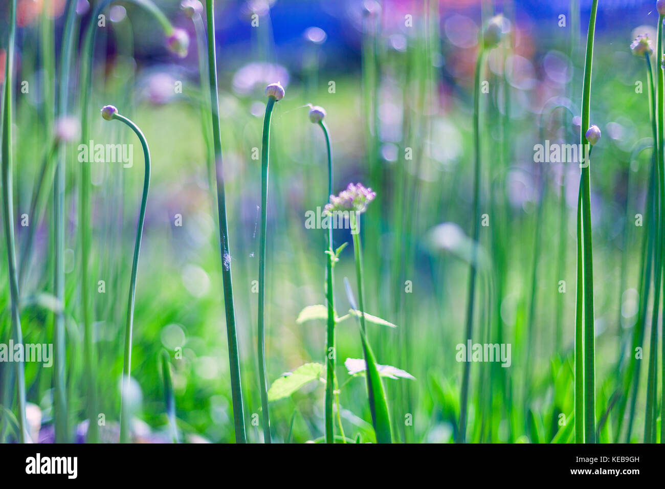 Im Frühling oder im Sommer zur abstrakten Natur Hintergrund mit Gras auf der Wiese Stockfoto