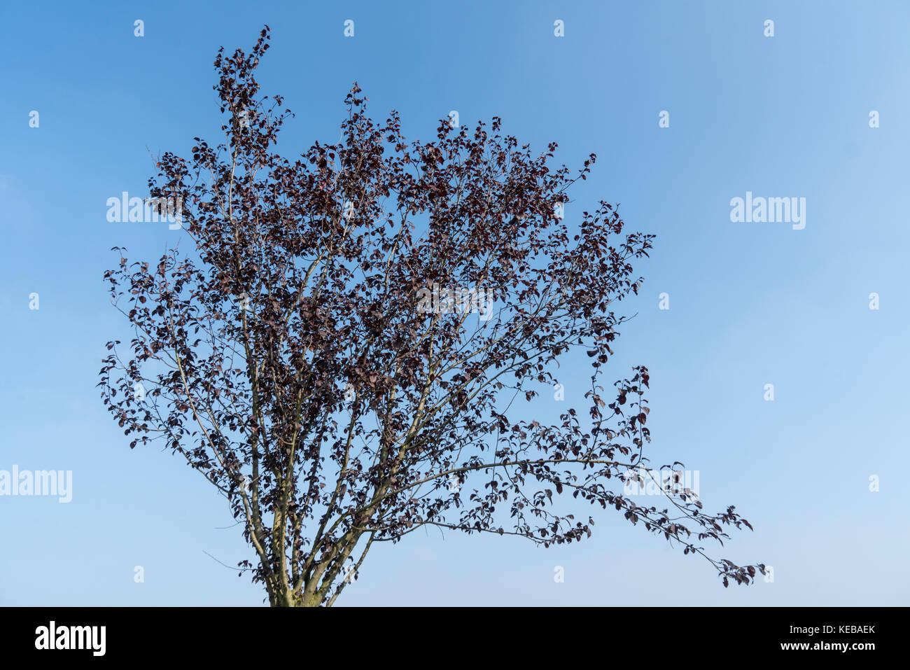 Blätter auf den Baum im Herbst Stockfoto