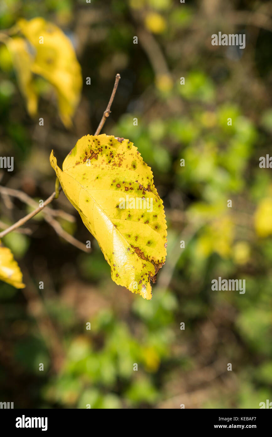 gelbe Blätter im Herbst Stockfoto