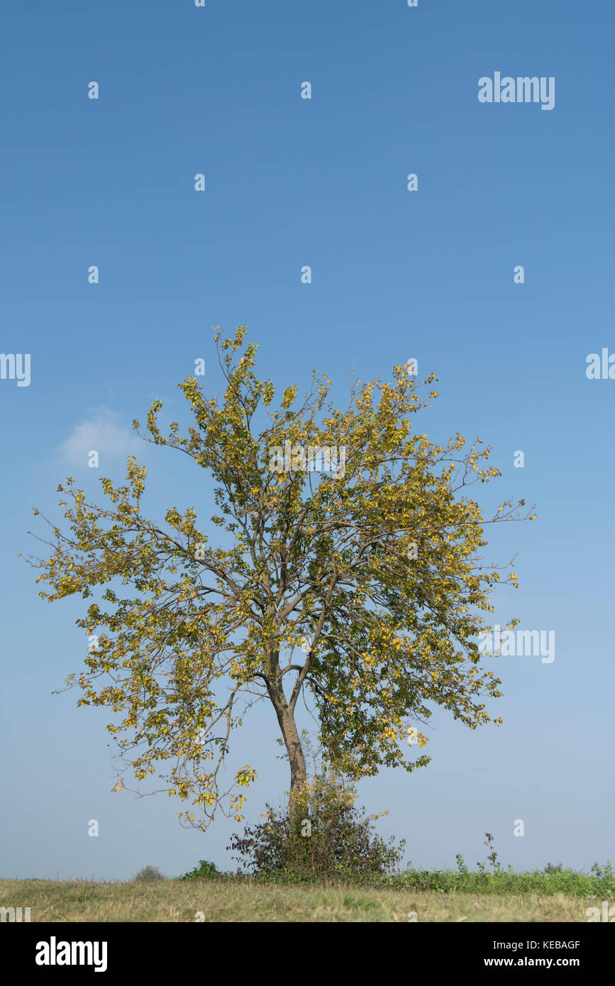 gelbe Blätter im Herbst Stockfoto