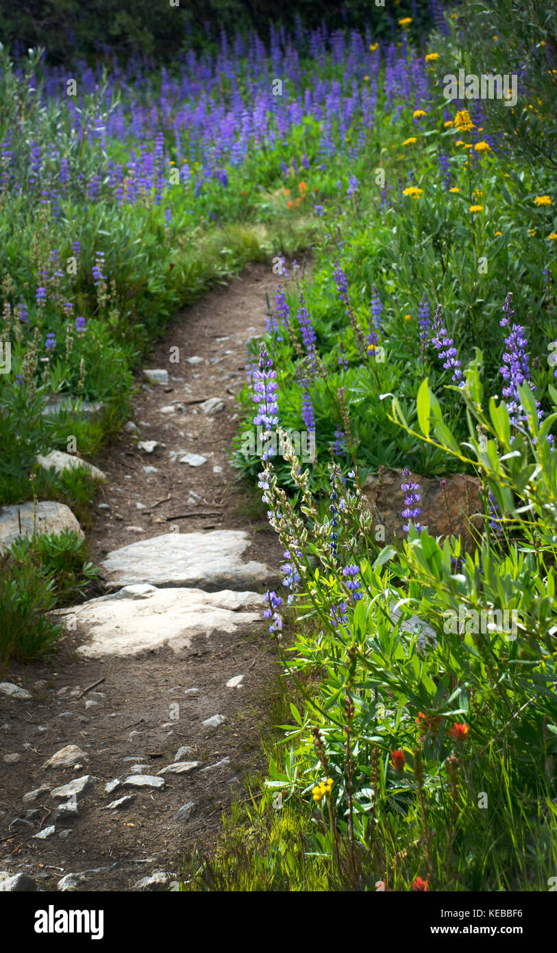 John Muir Trail in der Nähe der Insel, Sierra Nevada, Kalifornien Stockfoto