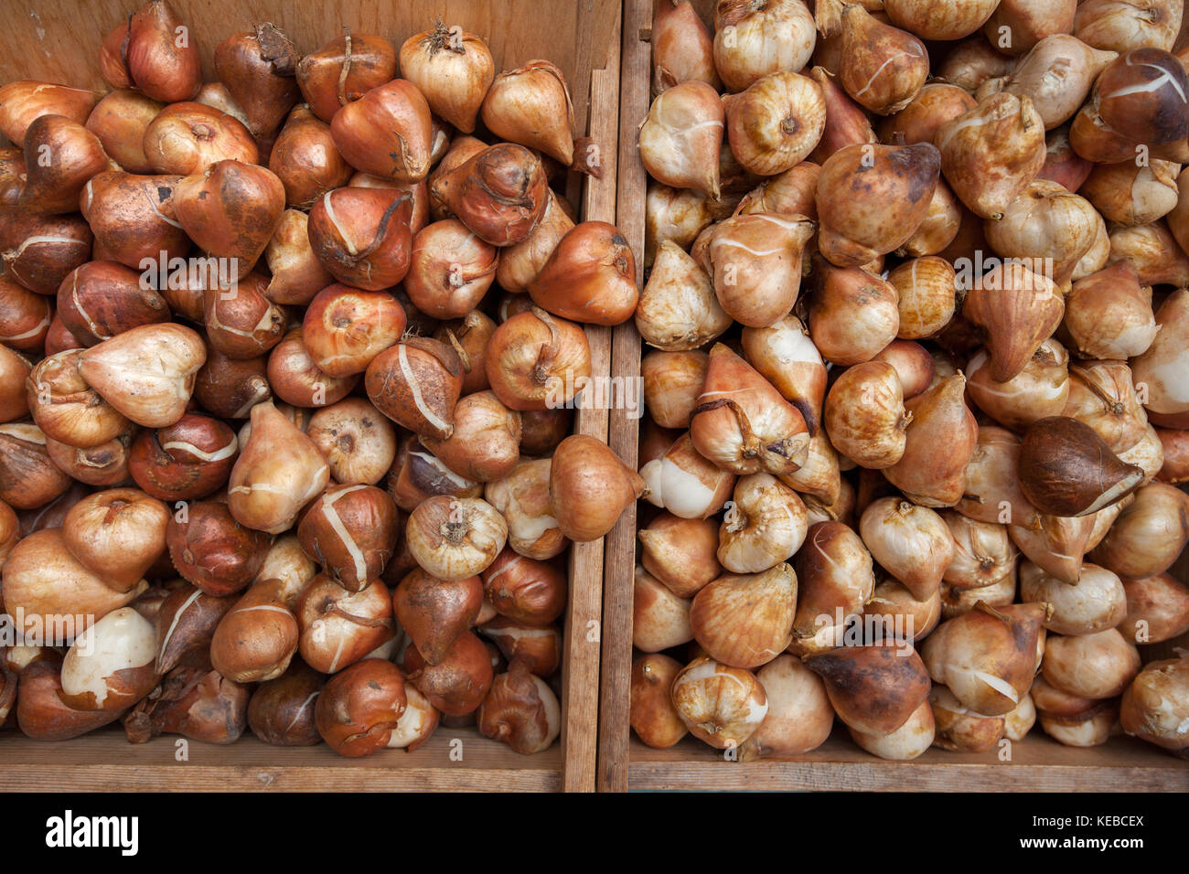 Viel frischen Tulpenzwiebeln auf einem Markt Tabelle zum Verkauf. Stockfoto