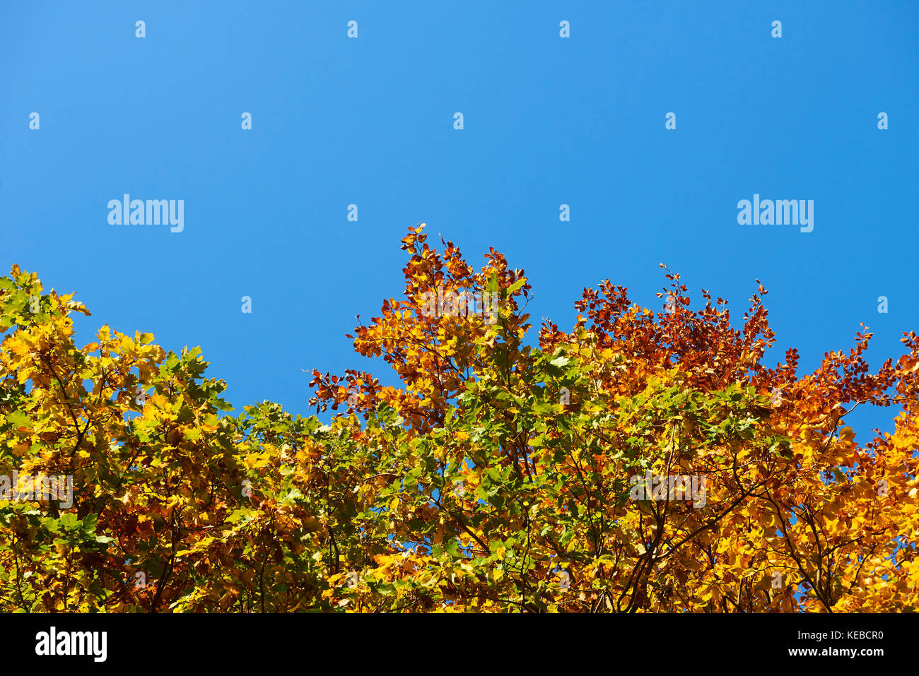 Bäume im Herbst. orange Herbst Baumkronen auf dem Hintergrund des blauen Himmels. Herbst Hintergrund Stockfoto