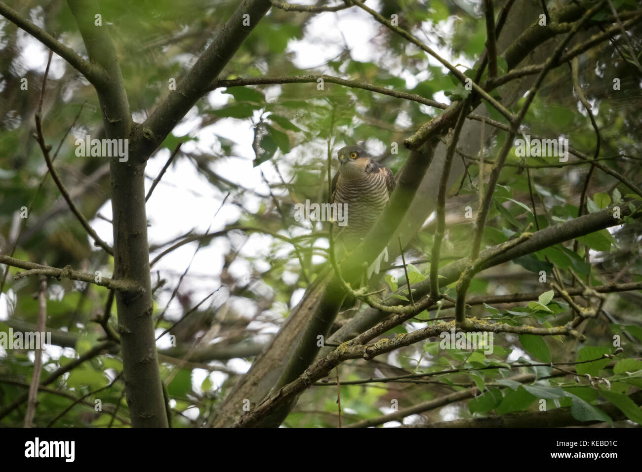 Eurasian sparrowhawk/Sperber (accipiter Nisus), geheimnisvolle erwachsenen männlichen, in einem Baum versteckt gelegen, aufmerksam beobachten, Jagd, Wildtiere, Europa. Stockfoto