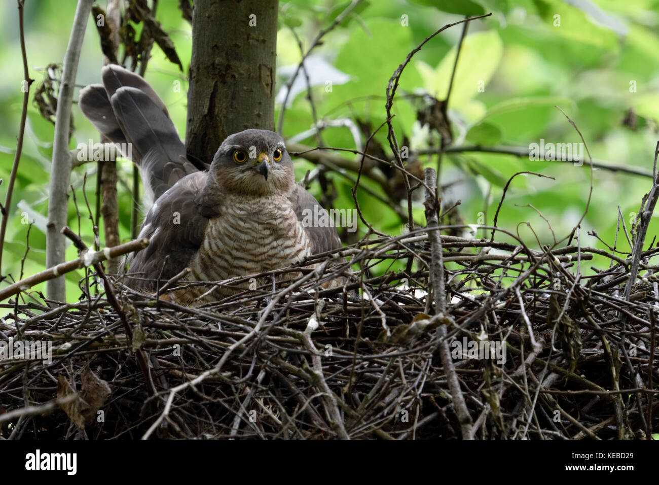 Sperber/Sperber (accipiter Nisus), erwachsene Frau am Nest, Nesting/schlüpfen Küken, aufmerksam beobachten, Wildlife, Europa. Stockfoto
