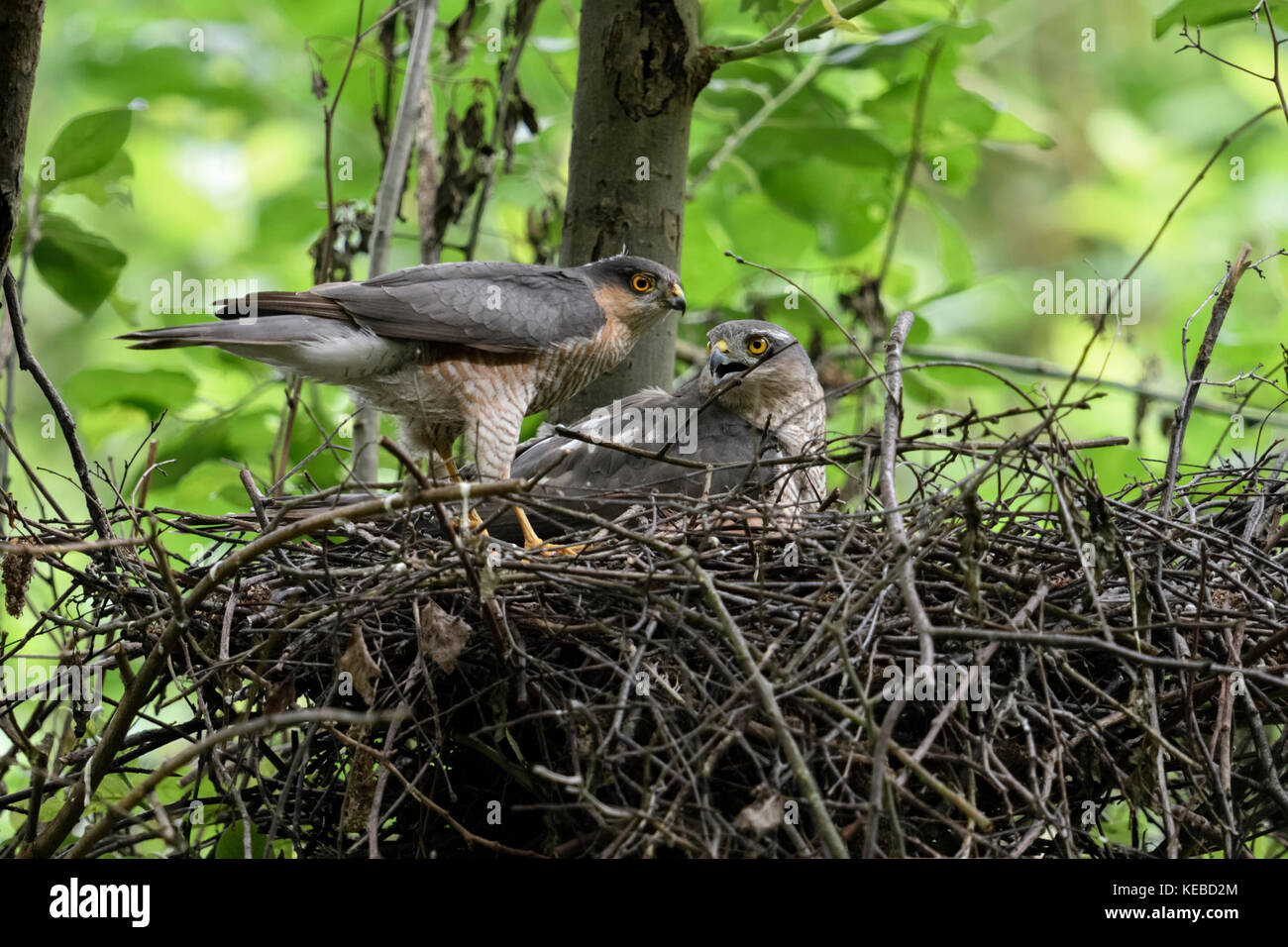 Sperber/Sperber (accipiter Nisus), männlich und weiblich, Paar, Paar, zusammen an ihrem Nest, Horst, Größe Unterschied, Wildlife, Europa. Stockfoto
