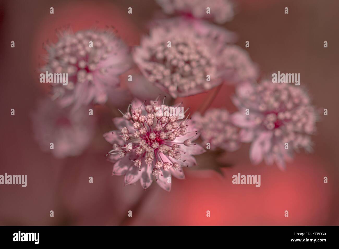 Großes Meisterwort [Astrantia major] Stockfoto