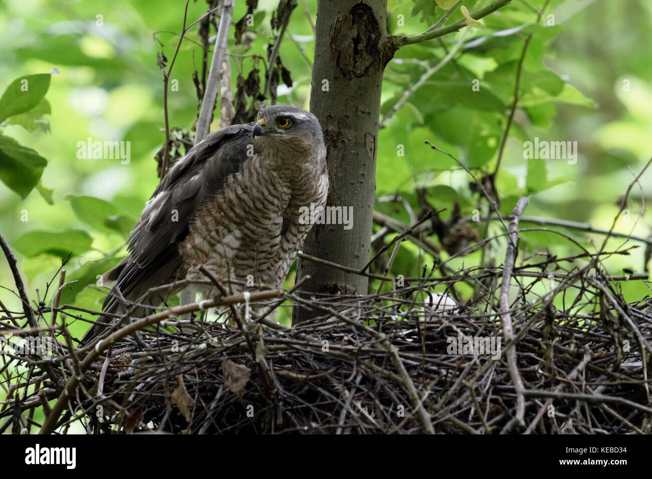 Sperber/Sperber (accipiter Nisus), erwachsene Frau am Rande von seinem Nest gehockt, Fürsorge für seine Küken, um zu beobachten, aufmerksam, die Tier- und Pflanzenwelt Stockfoto