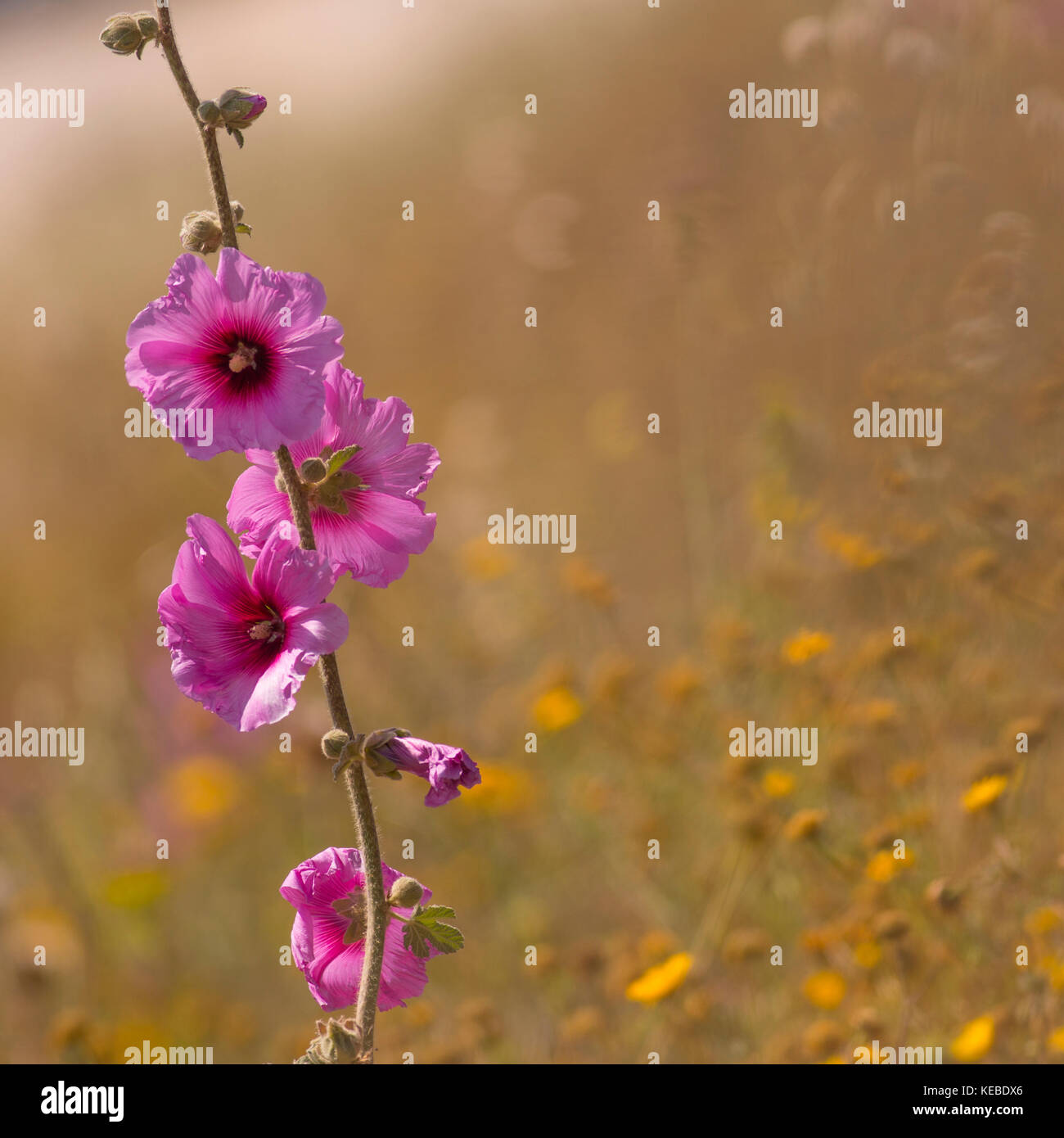 Borstige Malve (Alcea setosa) pink Spring Flower, in Israel im April fotografierte Stockfoto