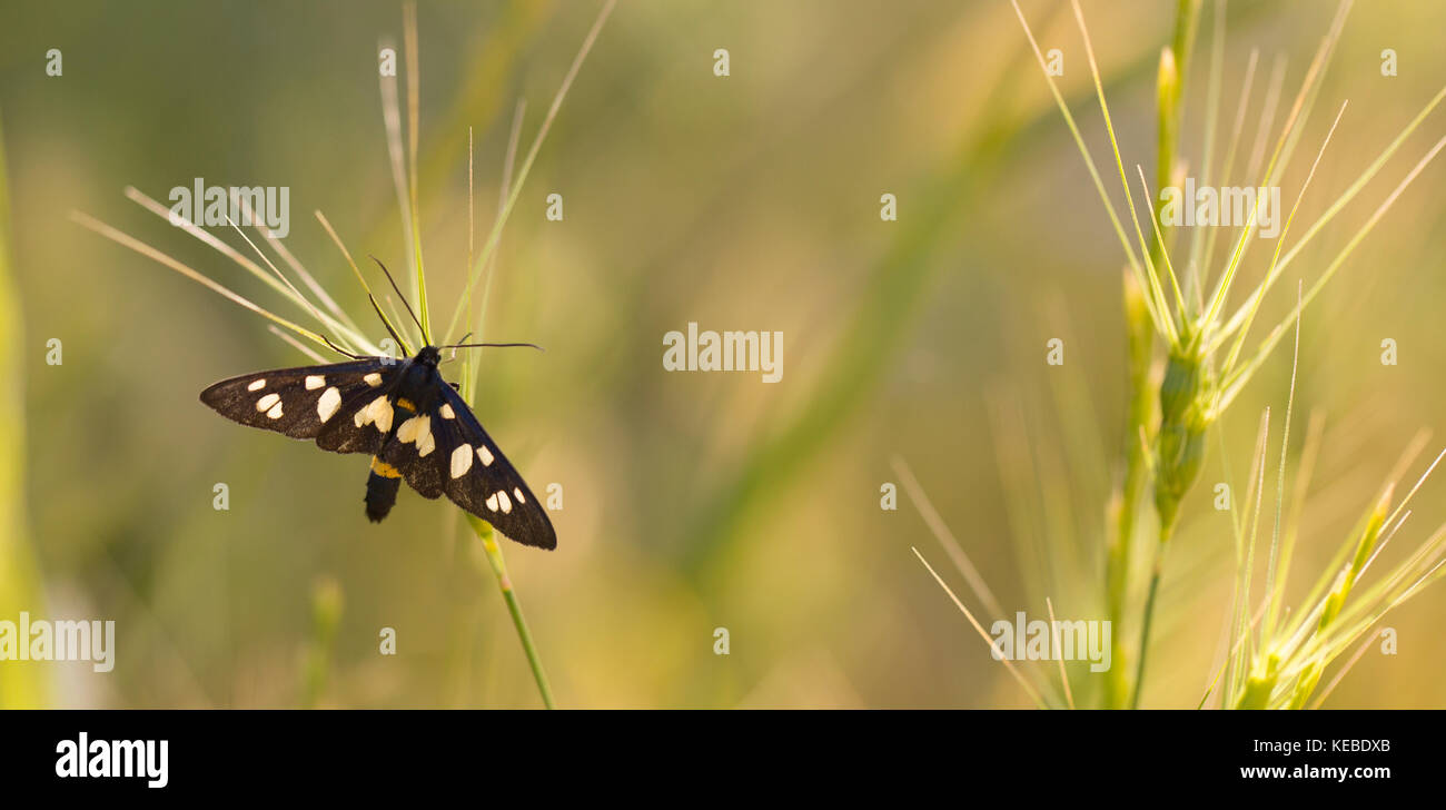 Amata mestralii ist ein Schmetterling aus der Familie erebidae. es in Israel und Syrien gefunden wird. in Israel im Frühjahr im April fotografierte Stockfoto
