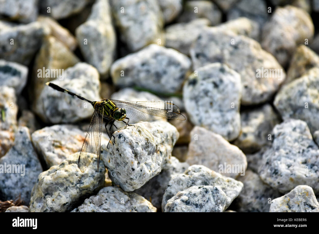 Libelle Stockfoto