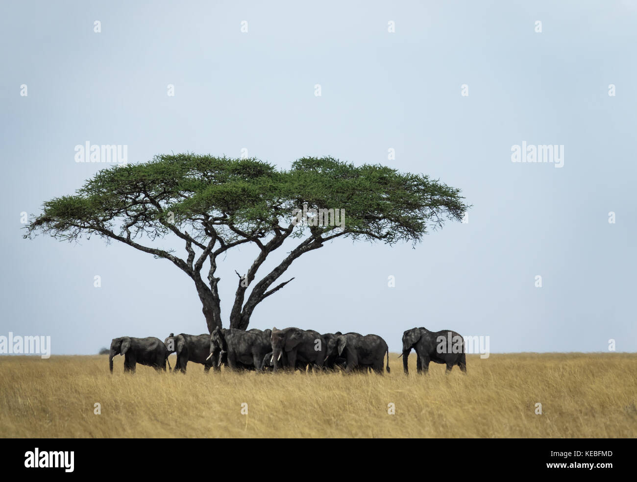 Dieses Sammeln von Elefanten Clan unter einer Akazie kam im August 2017 während der 'große Migration', in Tansanias zentrale serengeti Stockfoto
