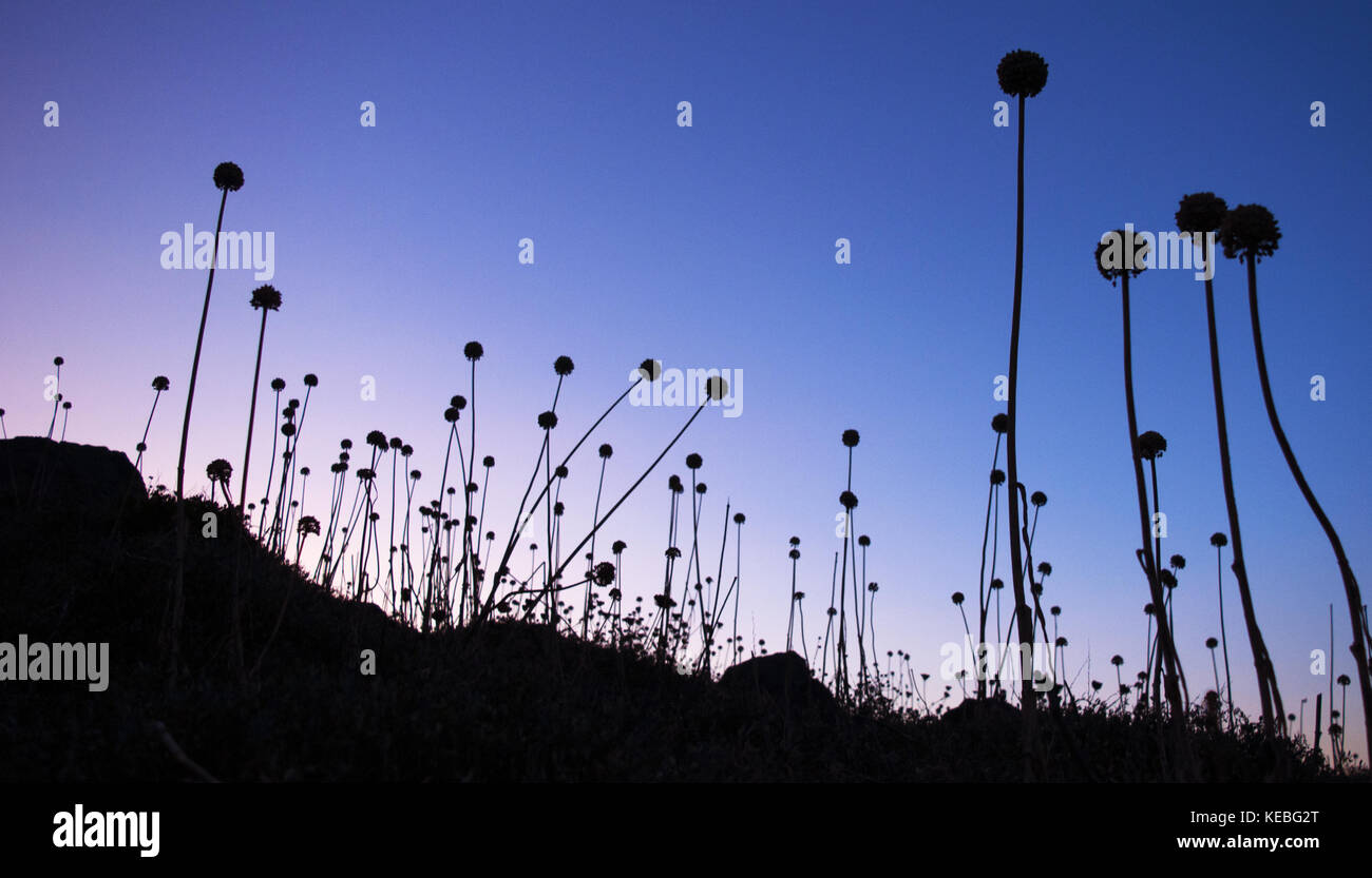 Ein atemberaubender Sonnenuntergang und ein Feld von Taraxacum Officinale, die gemeinsame Löwenzahn, eine blühende Stauden mehrjährige Pflanze der Familie der Asteraceae Stockfoto