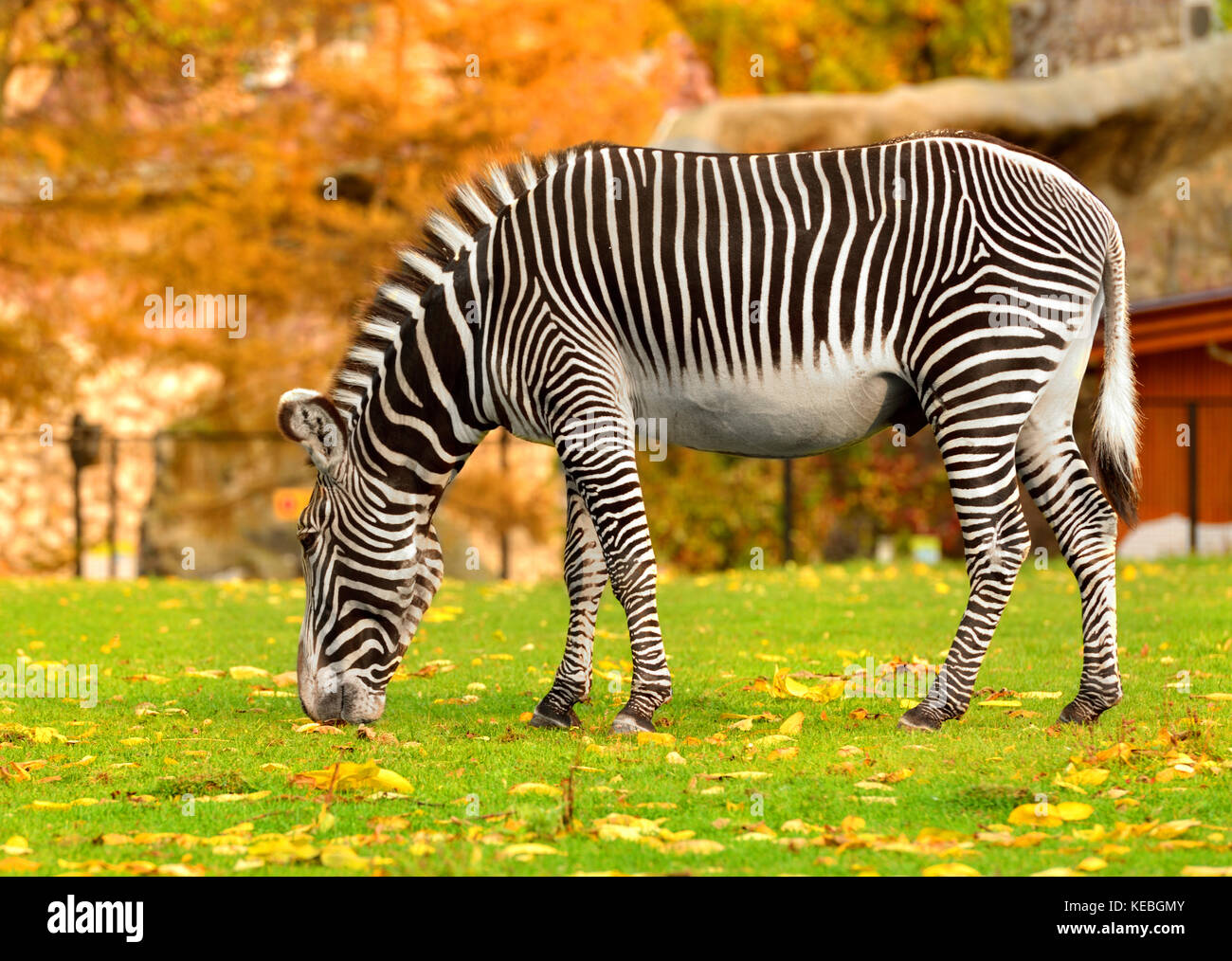 Grevy Zebra (Equus grevyi), auch als imperial Zebra im Indian Summer bekannt Stockfoto