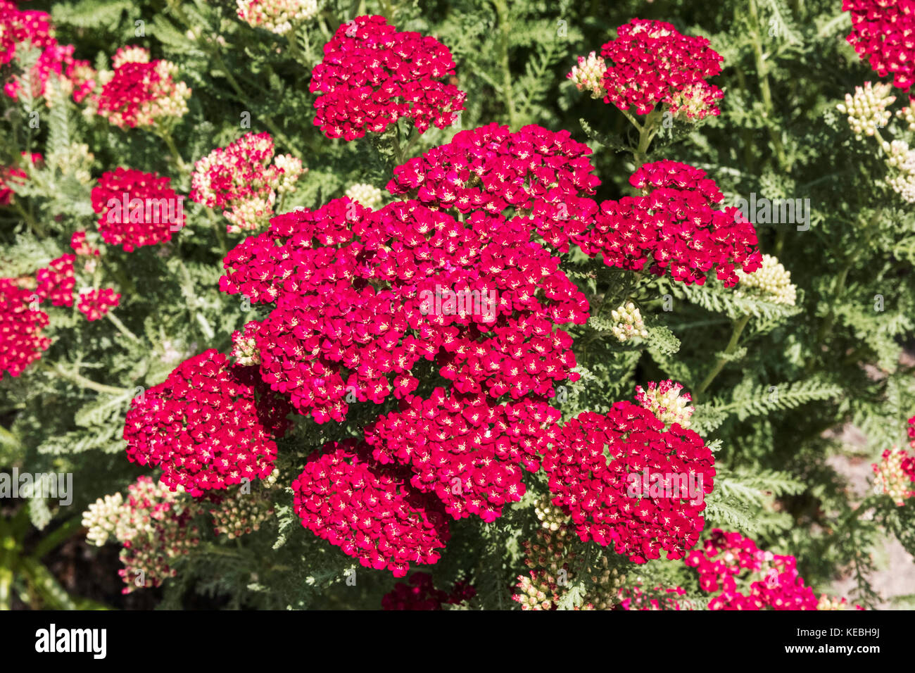 Rote Schafgarbe (Achillea 'Granatapfel' tutti frutti-Serie) Stockfoto