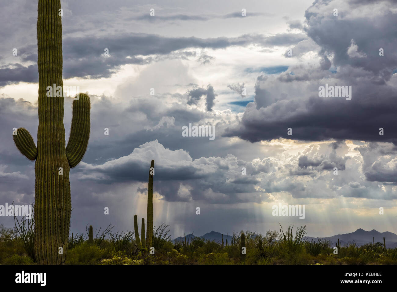 Monsunsturm, Saguaro National Park, Tucson, Arizona, USA Stockfoto