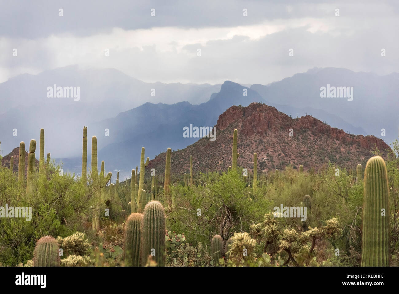 Monsunsturm, Saguaro National Park, Tucson, Arizona, USA Stockfoto