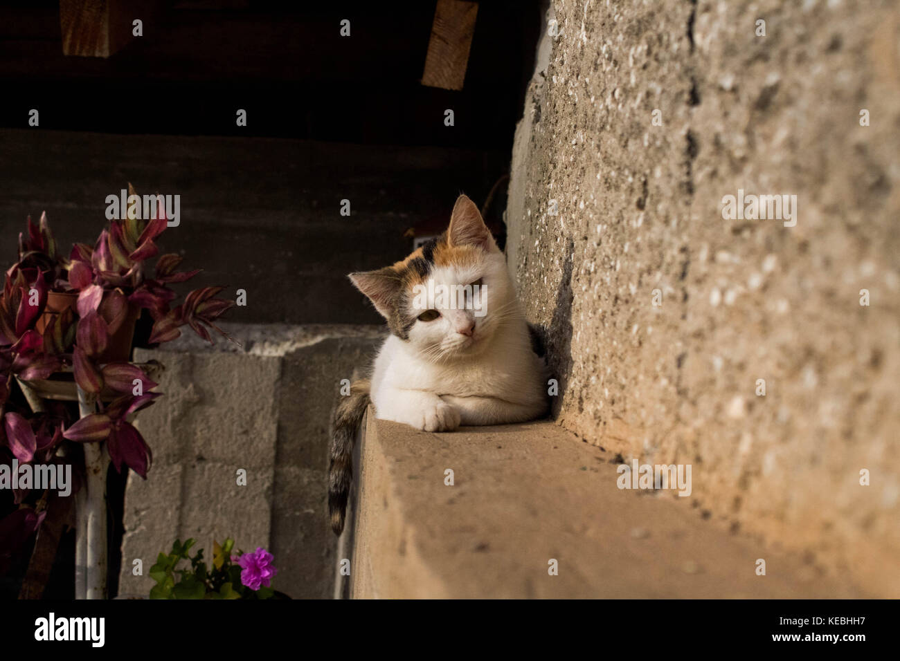 Fotogene Katzen Stockfoto