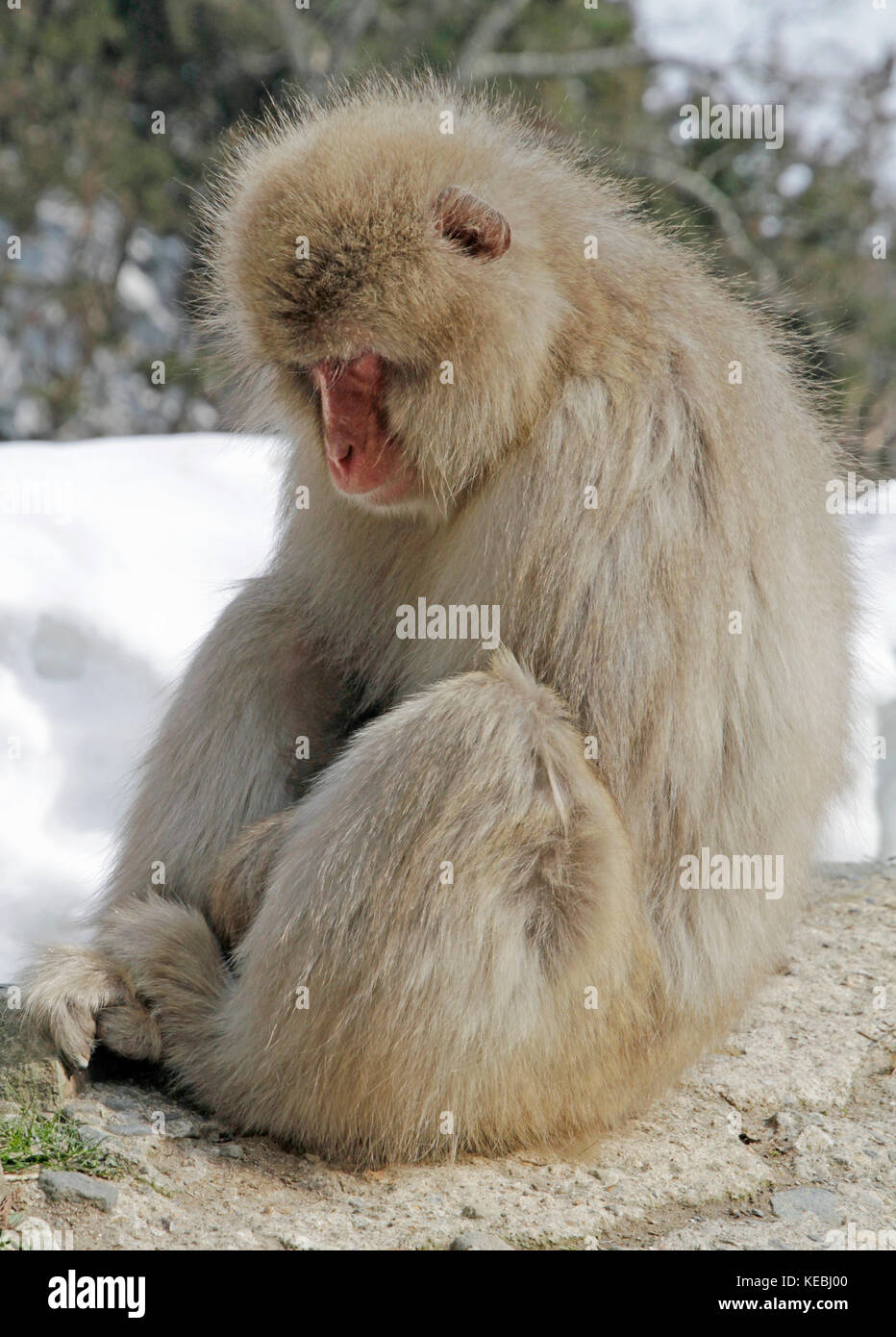 Sleepy Schnee Affe im Nationalpark in der Nähe von Nagano, Japan Stockfoto