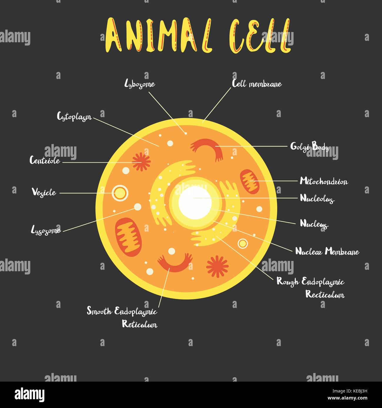 In der tierischen Zelle Struktur illustration Vektor Stock Vektor