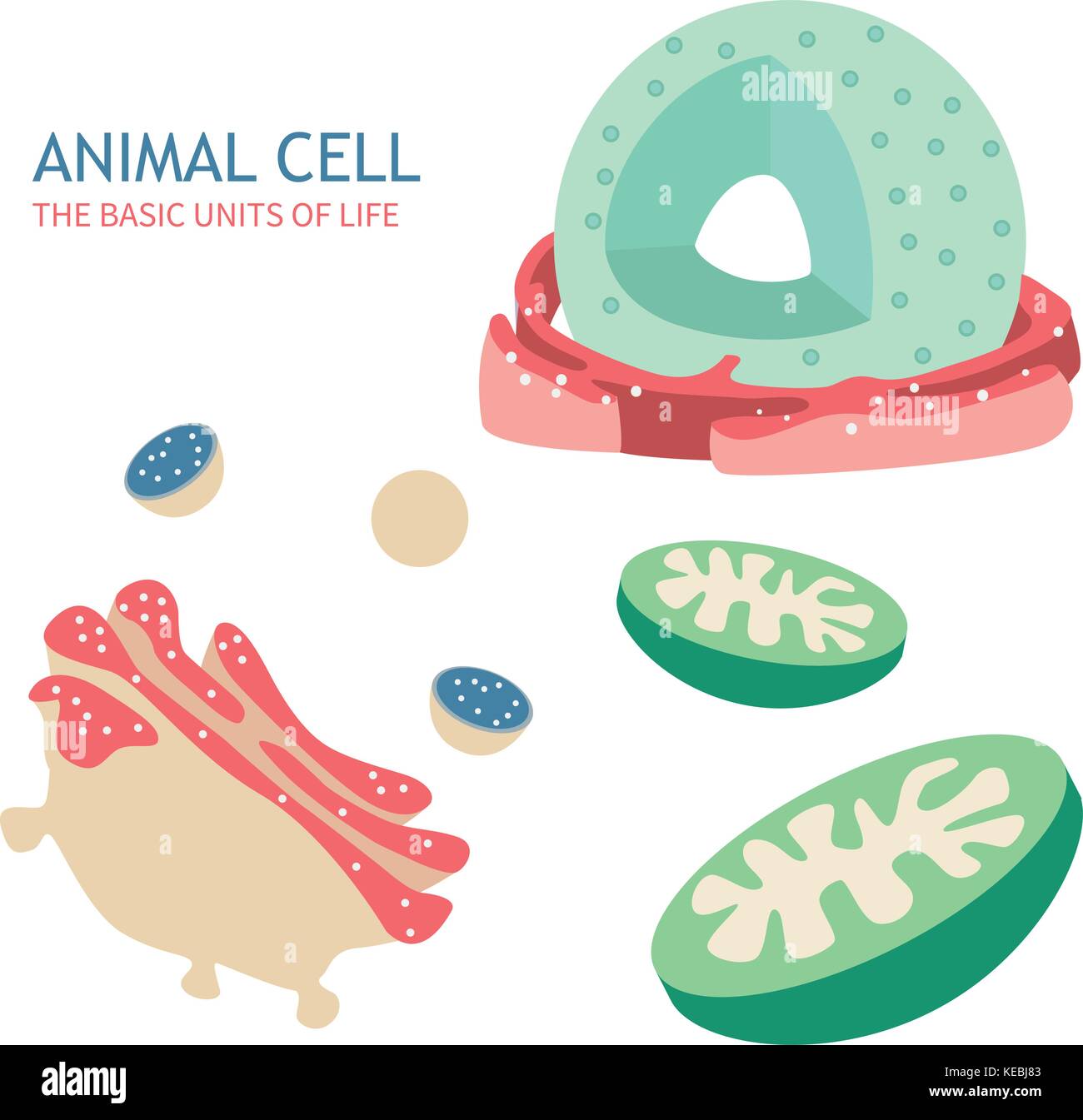 Tierischen Zelle Anatomie Struktur Vector Illustration Stock Vektor