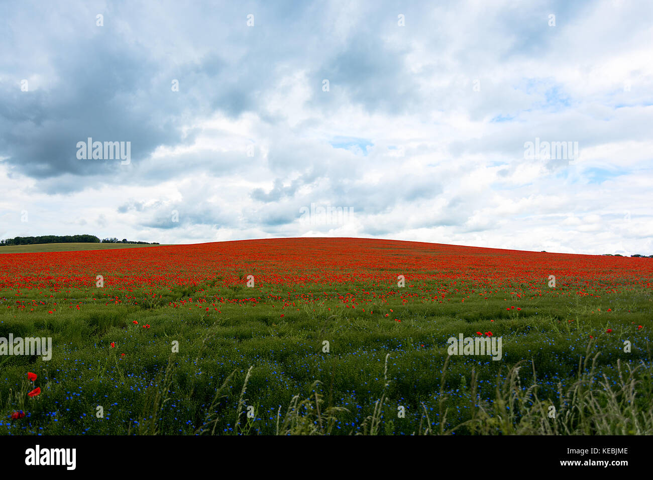 Eine schöne Straße im Bereich der blühenden Klatschmohn in Cambridgeshire, UK. Stockfoto