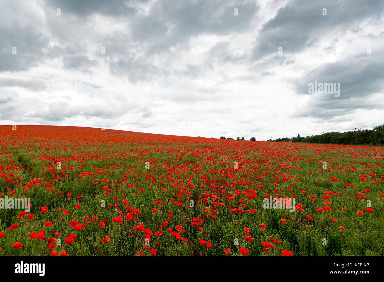 Eine schöne Straße im Bereich der blühenden Klatschmohn in Cambridgeshire, UK. Stockfoto