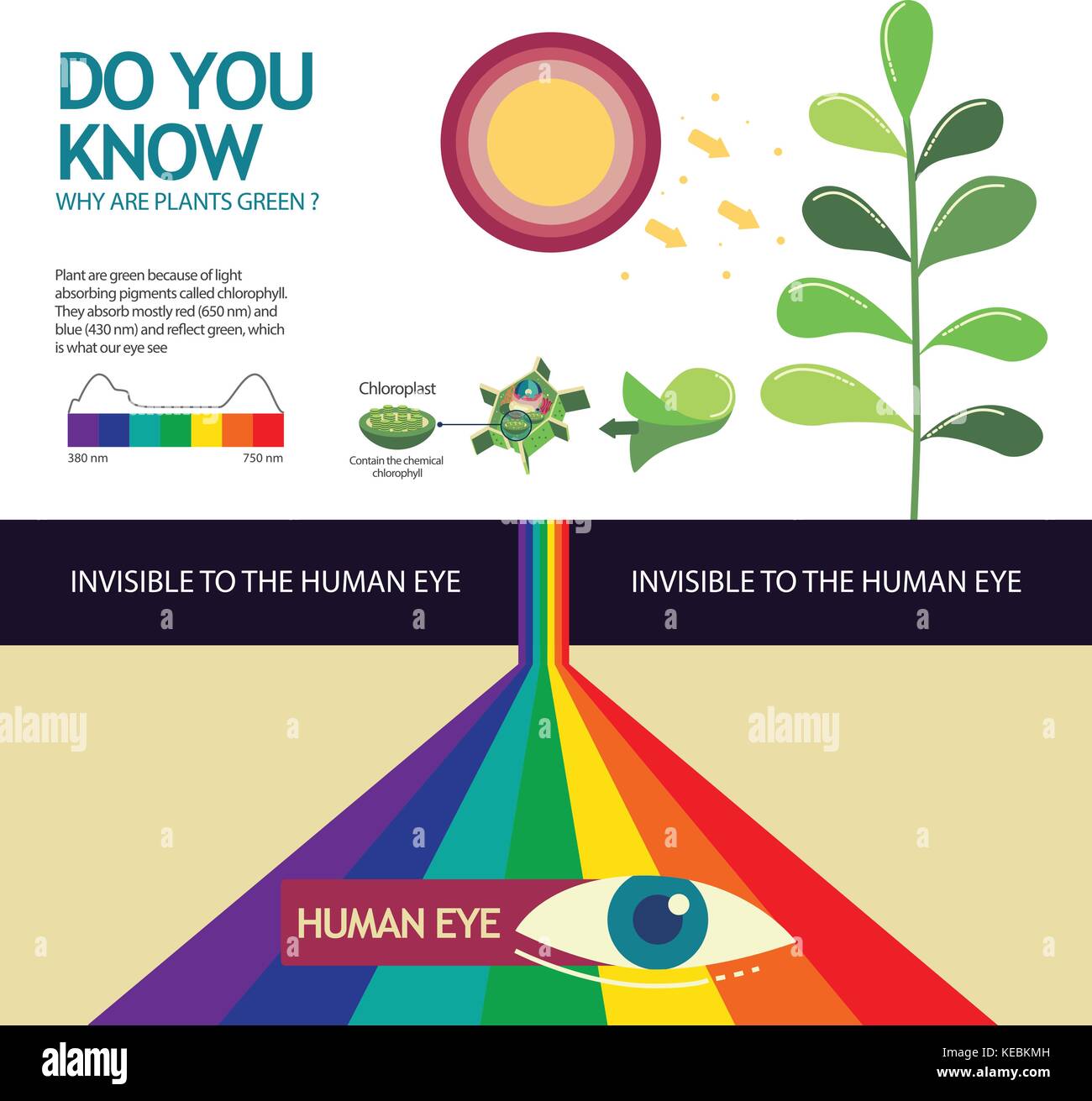 Wie Sie wissen, warum Pflanzen grün Illustration Design sind Stock Vektor