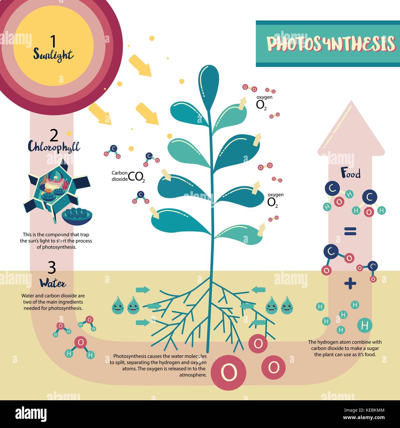 Photosynthese schema Illustration vektor design Stock Vektor