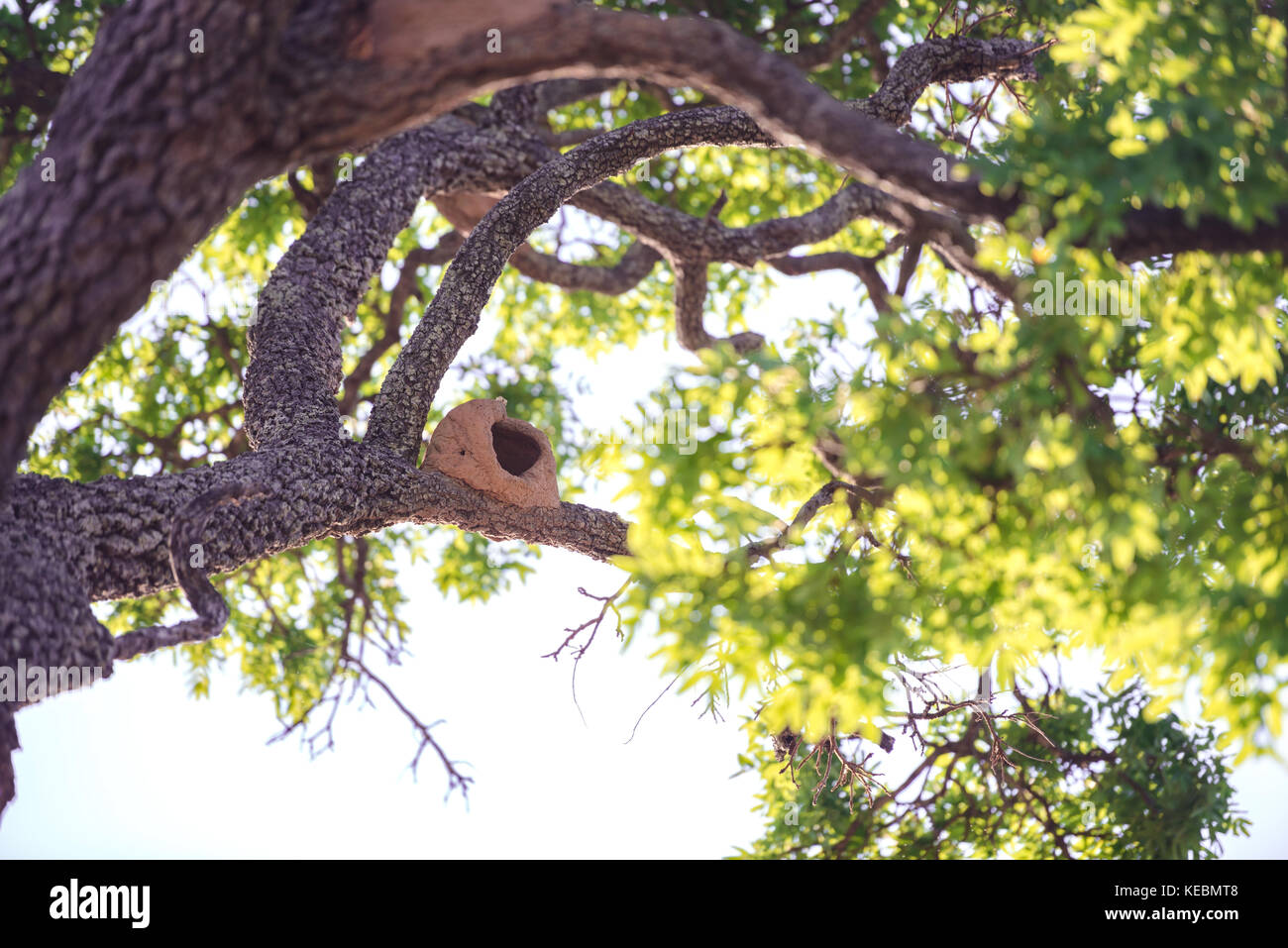 Rufous hornero nest Bau am Baum. Stockfoto