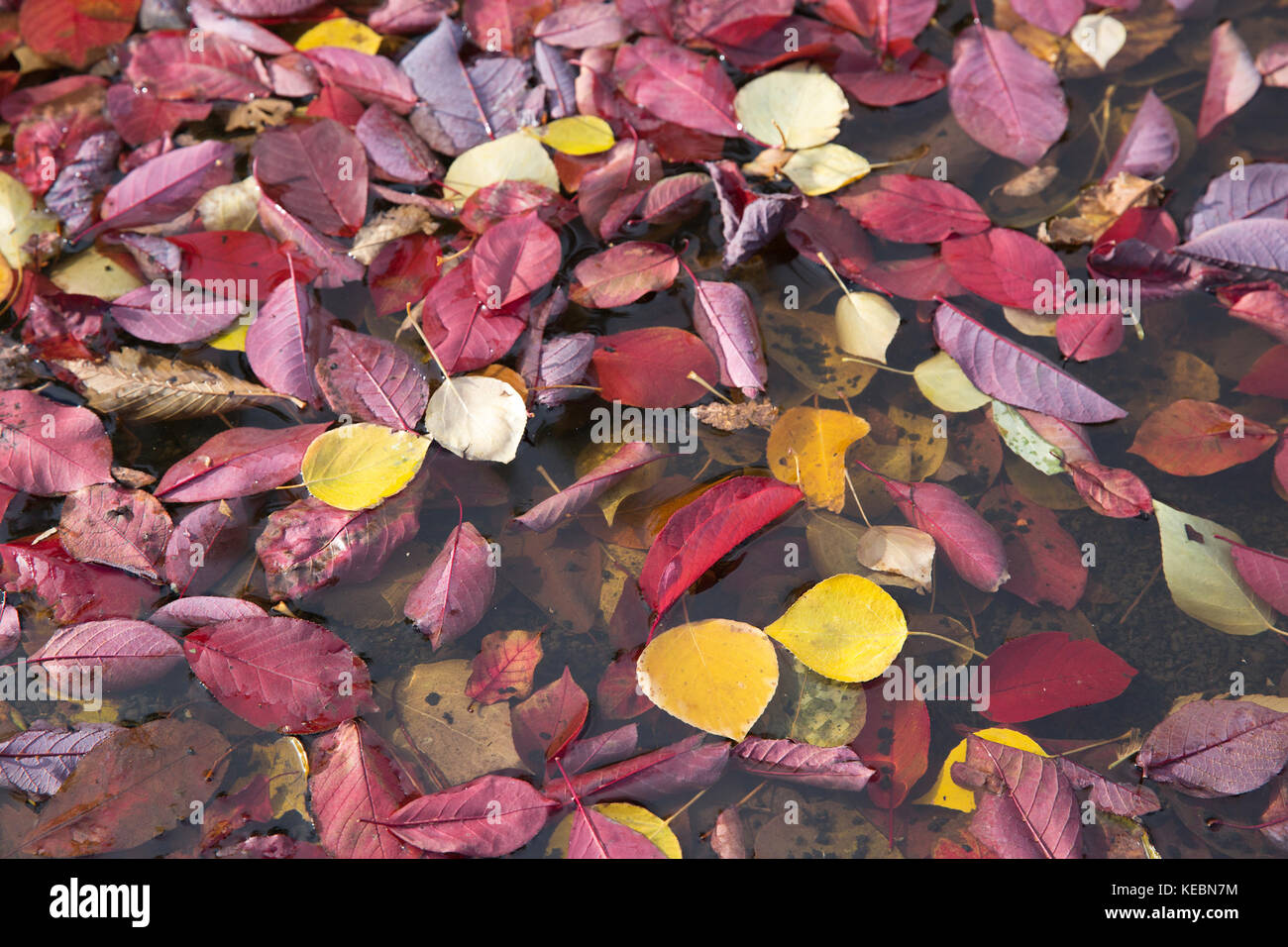 Blätter im Herbst Stockfoto