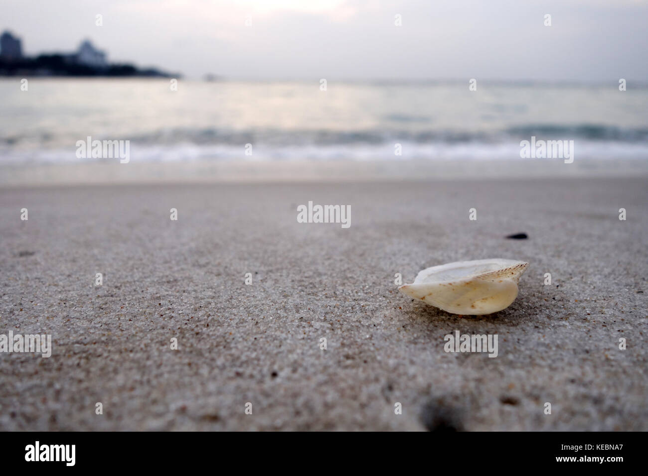 Wunderschöne Muschel am Strand Stockfoto