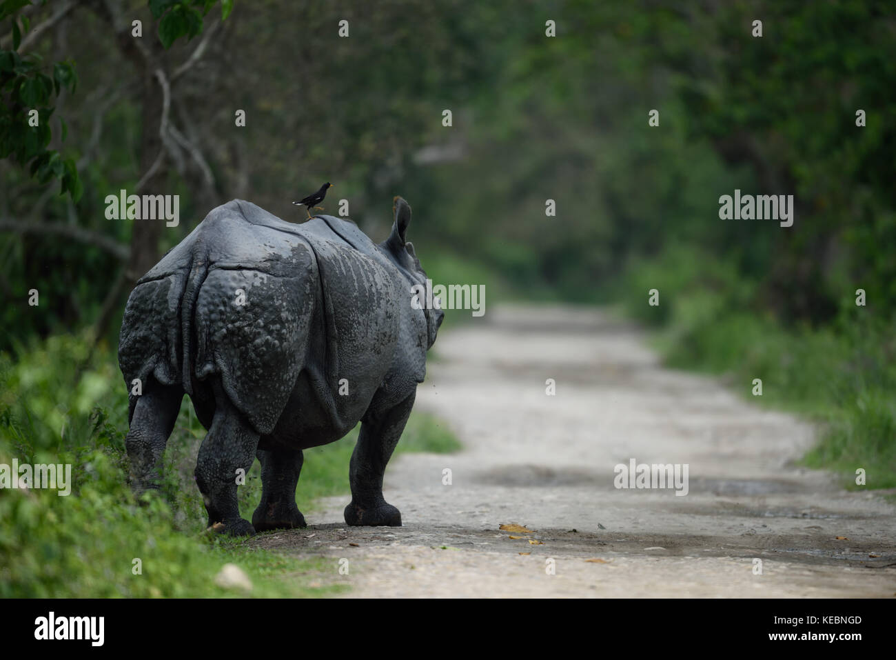 Eine gehörnte Rhino an Kaziranga National Park, Assam Indien Stockfoto