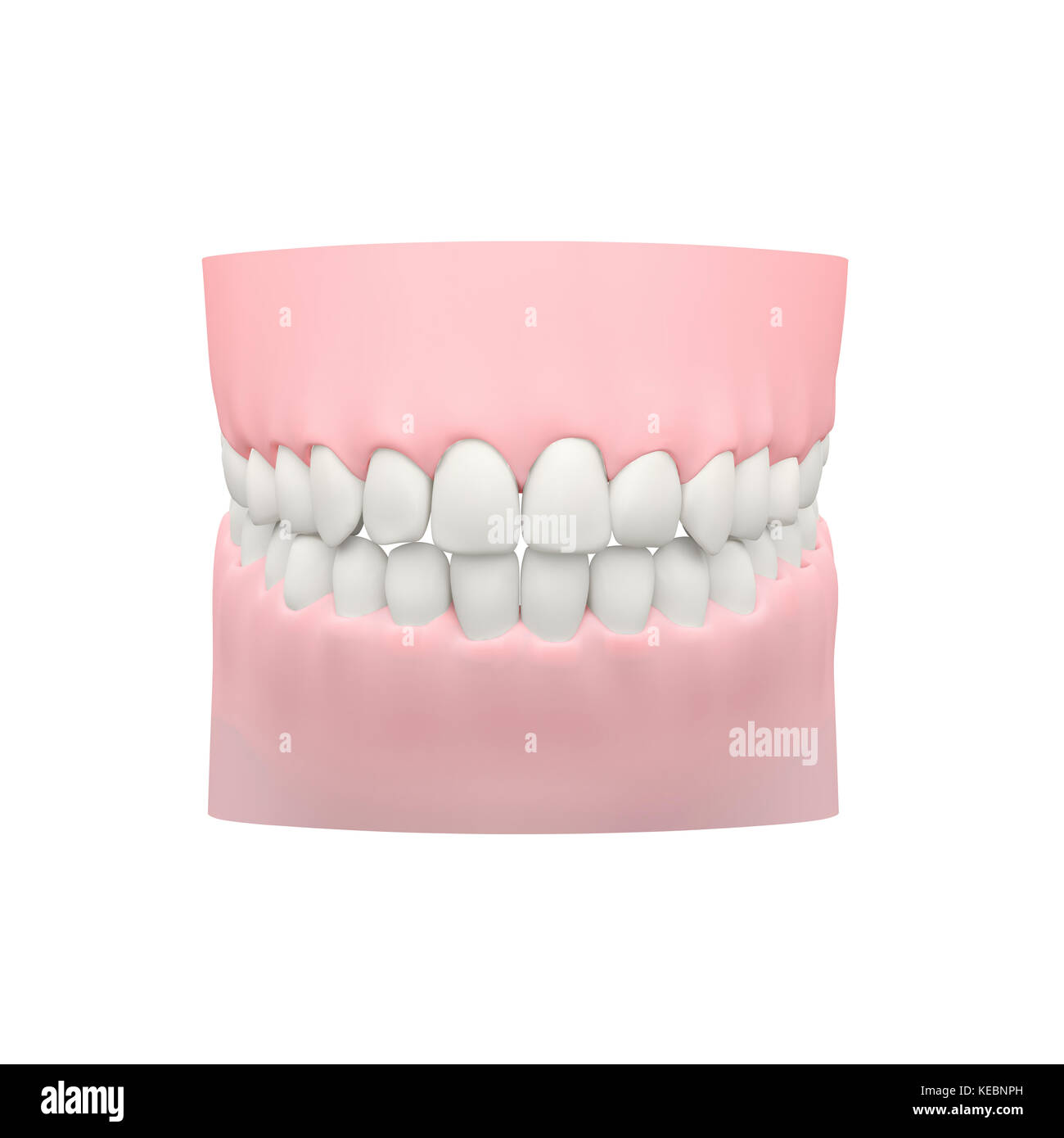 Menschliche Zähne, Dental Modell Stockfoto