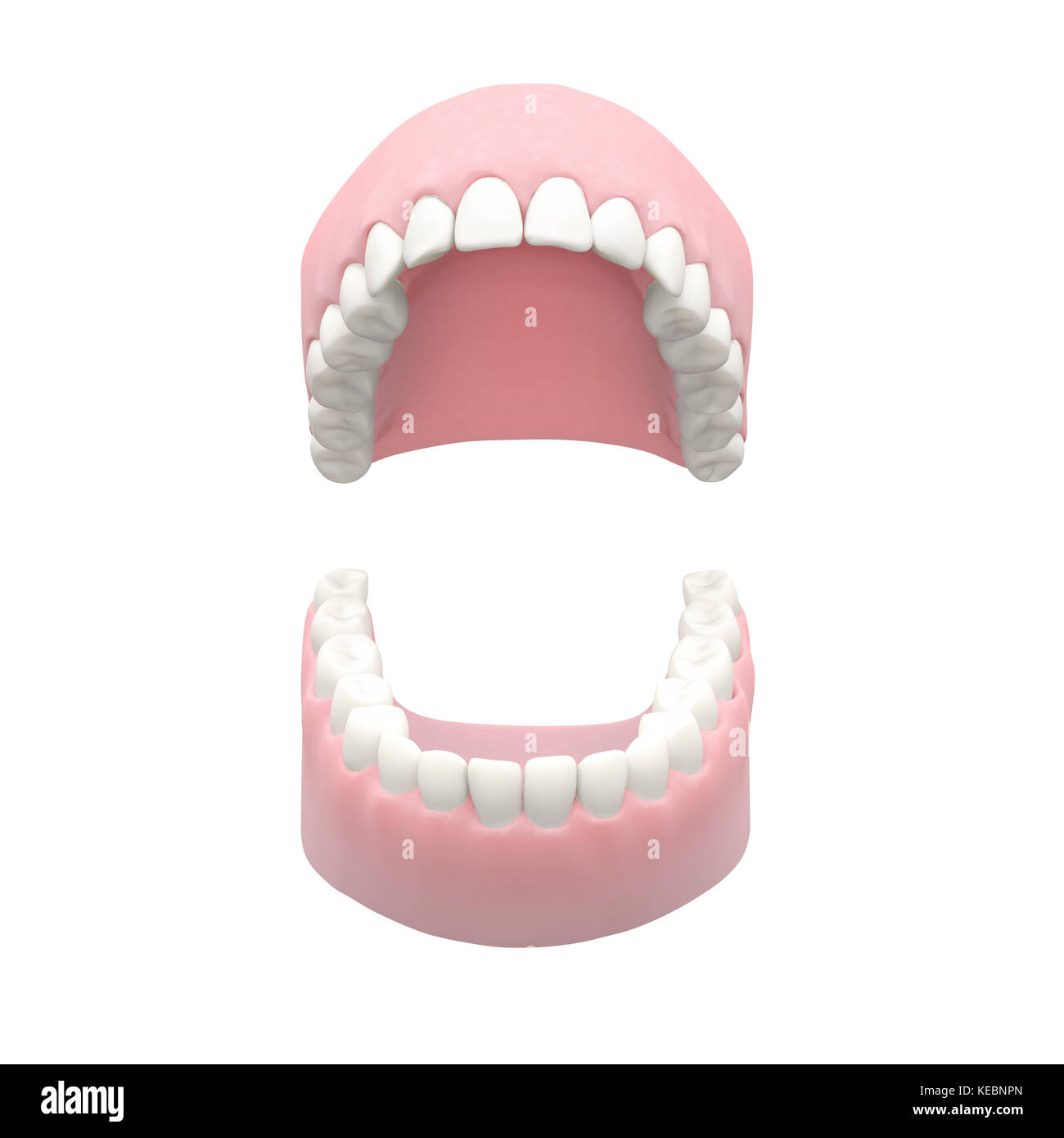 Menschliche Zähne, Dental Modell Stockfoto