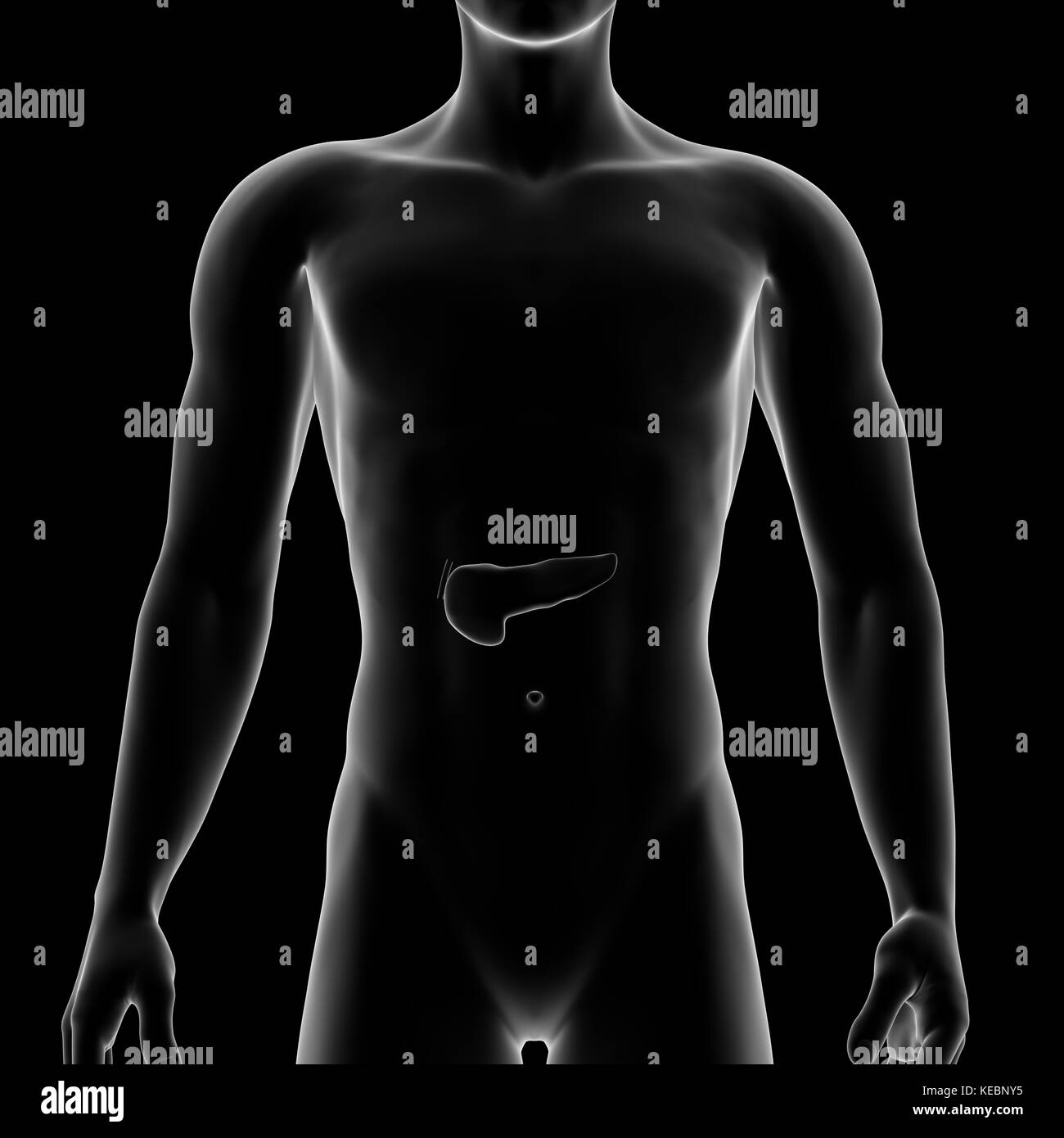 Pankreas, internen Organ, menschlichen Körper Stockfoto