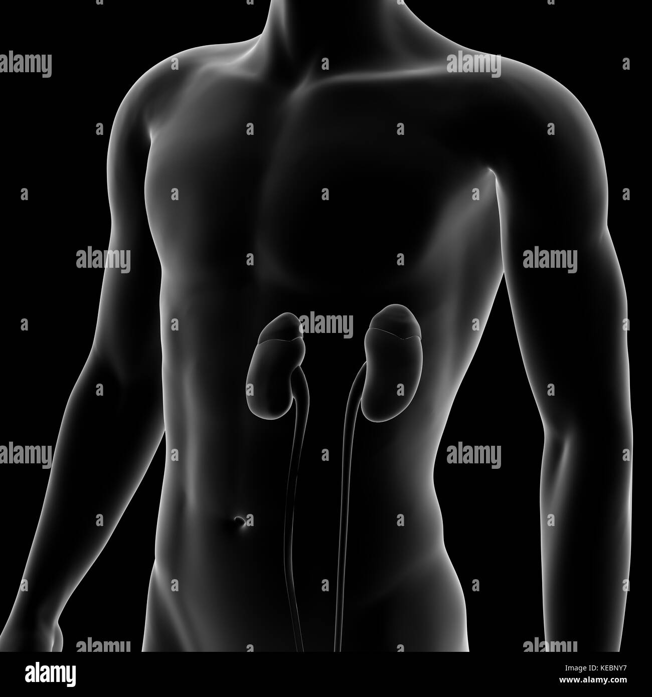 Niere, internen Organ, menschlichen Körper Stockfoto