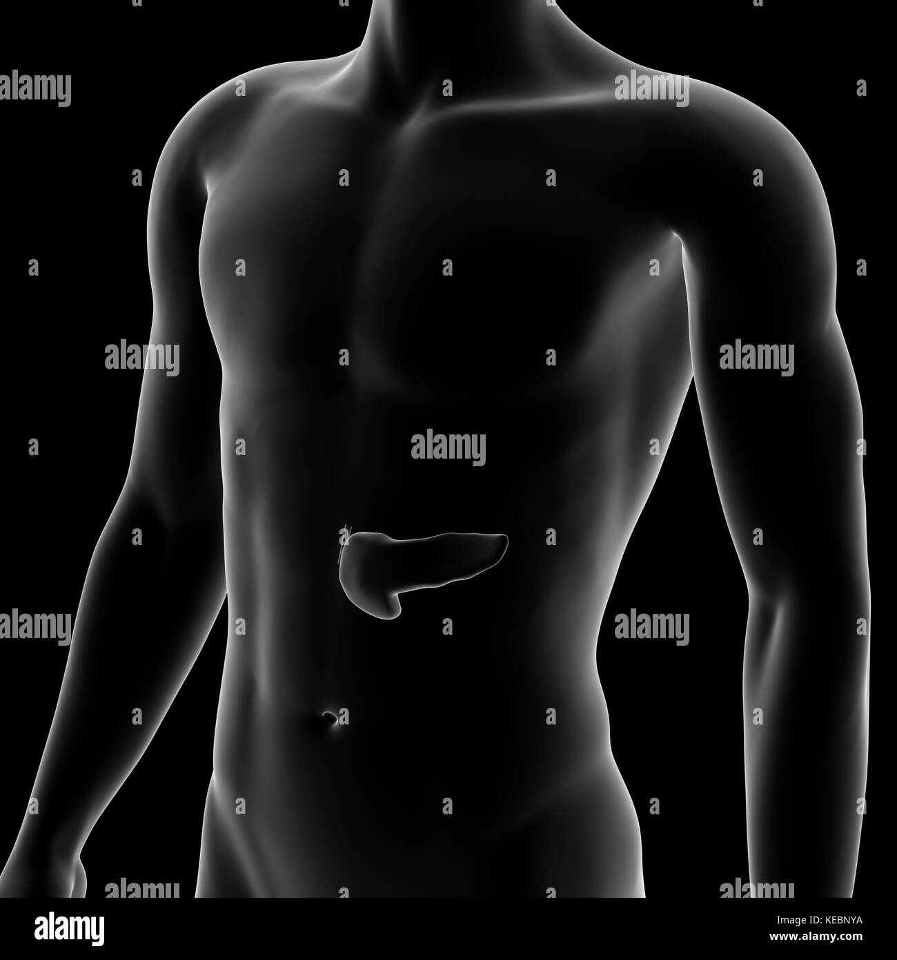 Pankreas, internen Organ, menschlichen Körper Stockfoto