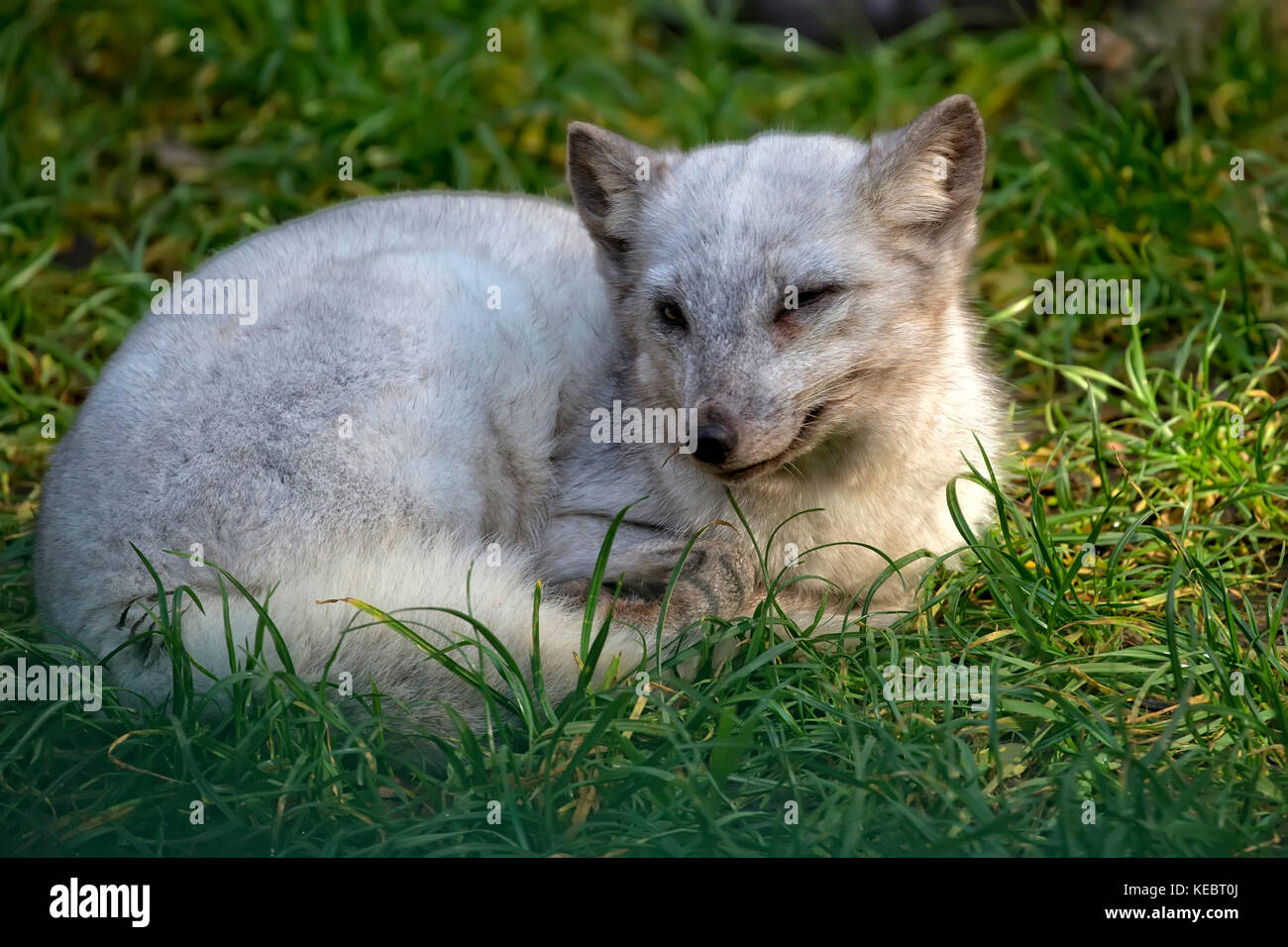 Silver fox in einem Clearing Stockfoto
