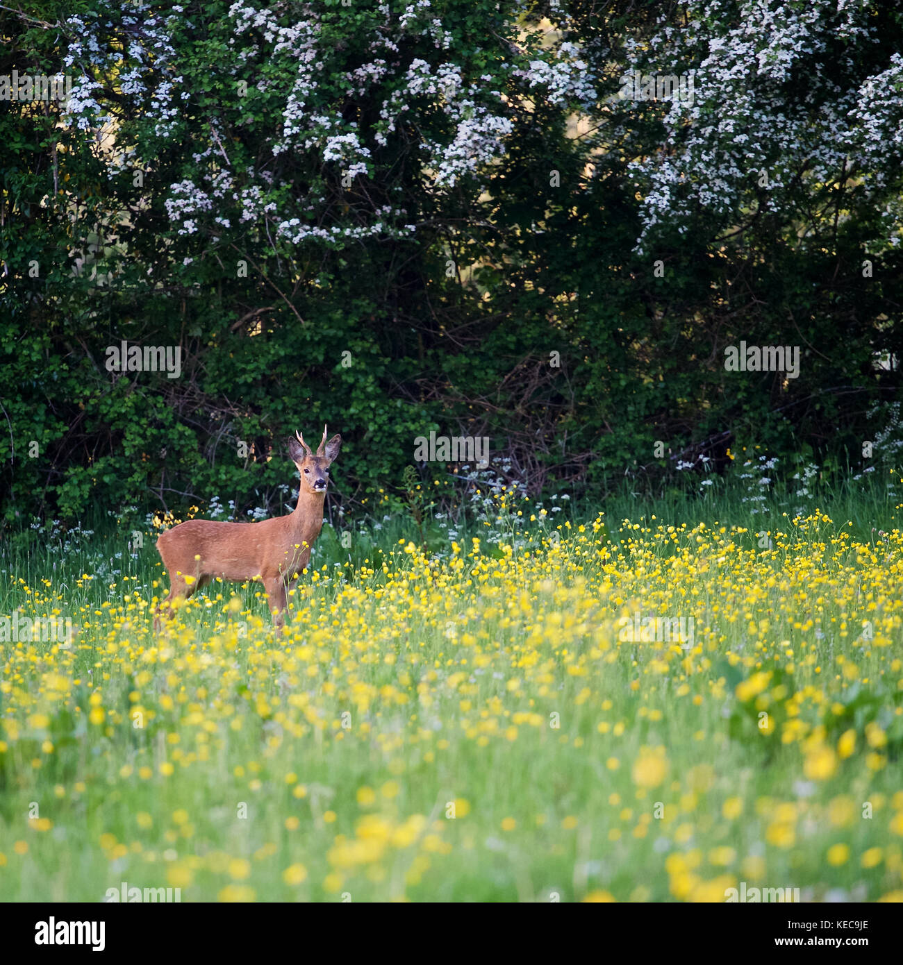 Ein Reh in einem Feld der Frühling Blumen Stockfoto