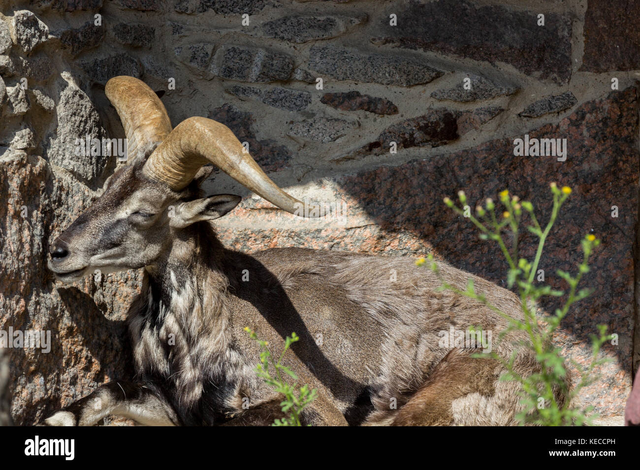 König der felsigen Berge des Kaukasus, ostasiatische Tur Stockfoto