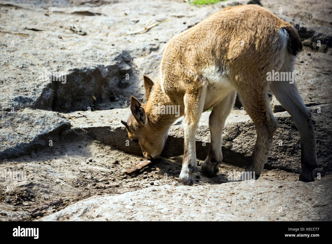 Das Kind des Ostens kaukasischen Tour spielt an den Felsen Stockfoto