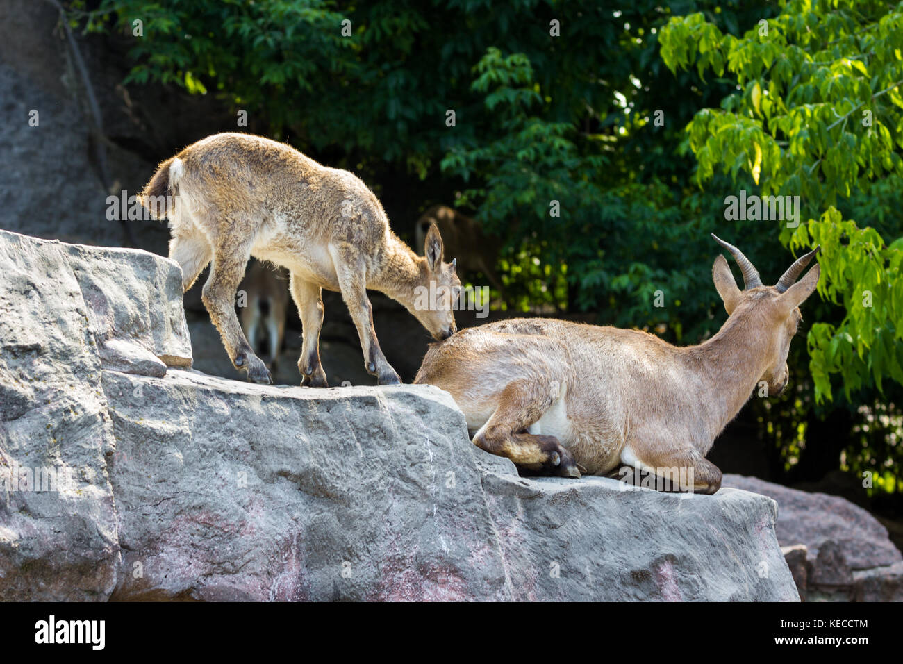 Das Kind des Ostens kaukasischen Tour spielt an den Felsen Stockfoto