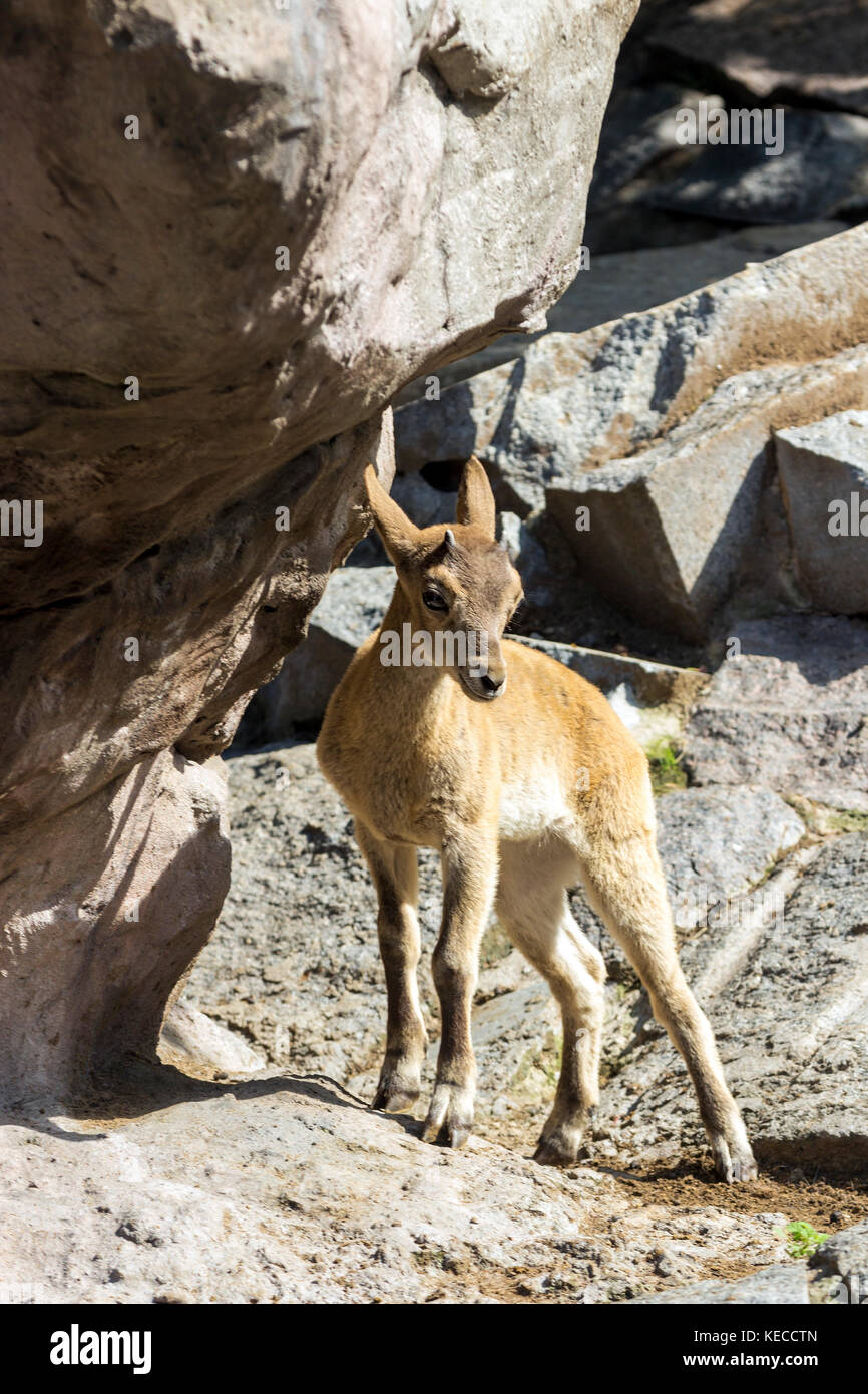 Das Kind des Ostens kaukasischen Tour spielt an den Felsen Stockfoto